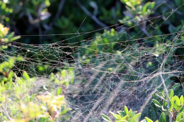 Şehir parkında ağaç yapraklarındaki örümcek ağı. 