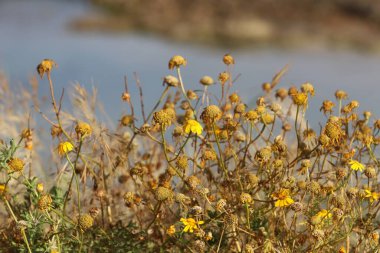 Grass and flowers on the Mediterranean coast in northern Israel. 