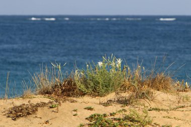 Kuzey İsrail 'de Akdeniz kıyılarında otlar ve çiçekler. 