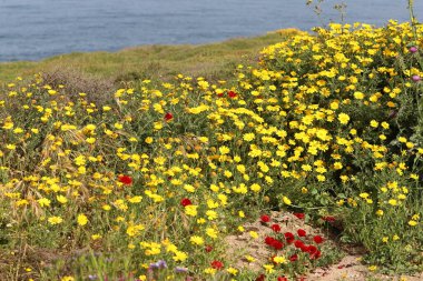 Kuzey İsrail 'de Akdeniz kıyılarında otlar ve çiçekler. 