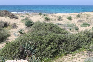 Kuzey İsrail 'de Akdeniz kıyılarında otlar ve çiçekler. 