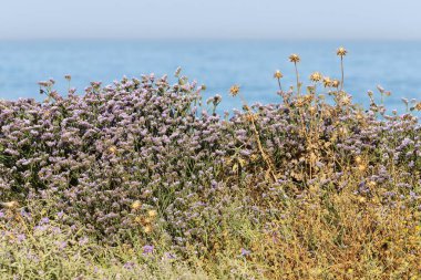 Kuzey İsrail 'de Akdeniz kıyılarında otlar ve çiçekler. 