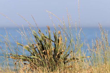 Kuzey İsrail 'de Akdeniz kıyılarında otlar ve çiçekler. 