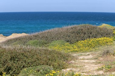 Kuzey İsrail 'de Akdeniz kıyılarında otlar ve çiçekler. 