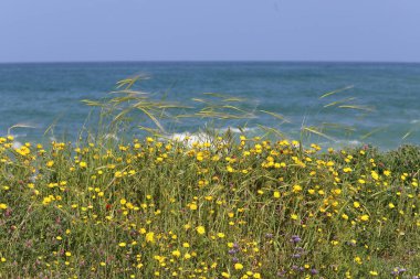 Grass and flowers on the Mediterranean coast in northern Israel. 