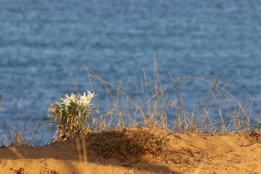 Kuzey İsrail 'de Akdeniz kıyılarında otlar ve çiçekler. 