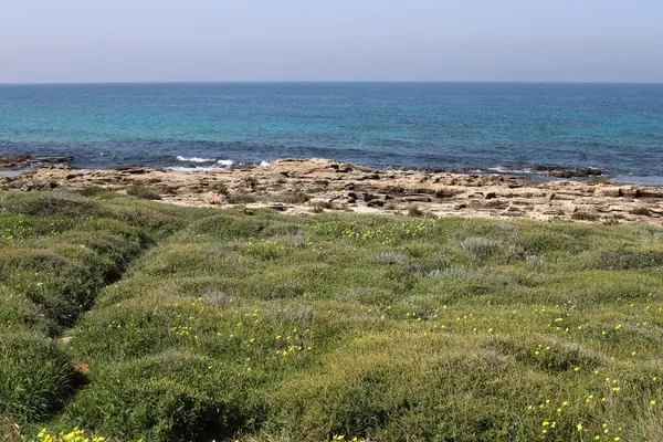 Grass Flowers Mediterranean Coast Northern Israel — Foto de Stock