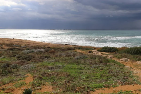 Grass Flowers Mediterranean Coast Northern Israel — Fotografia de Stock