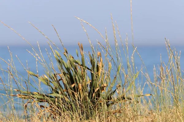 Grass Flowers Mediterranean Coast Northern Israel — Stock Photo, Image