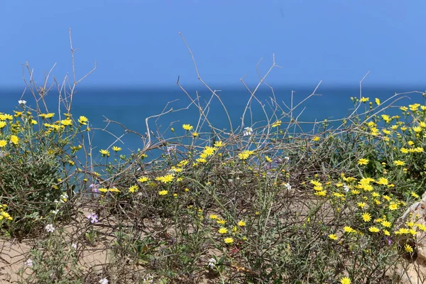 Grass Flowers Mediterranean Coast Northern Israel — стокове фото