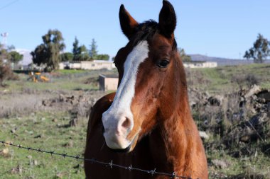 A big and beautiful horse lives in a zoo in Israel. 