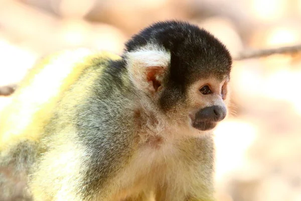 Monkey Lives Zoo Israel — стокове фото