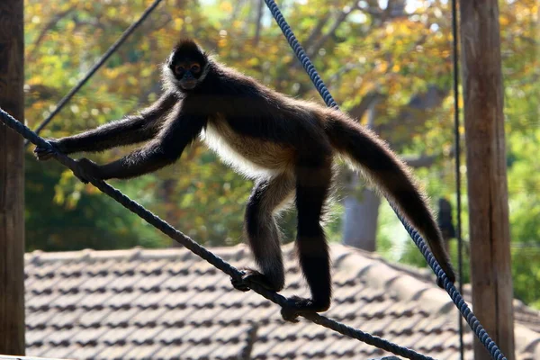 Monkey Lives Zoo Israel —  Fotos de Stock