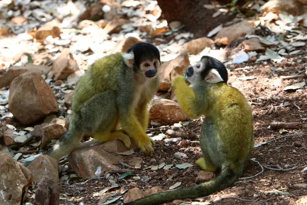 Monkey Lives Zoo Israel — стоковое фото