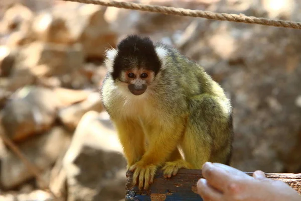 Monkey Lives Zoo Israel — Foto de Stock