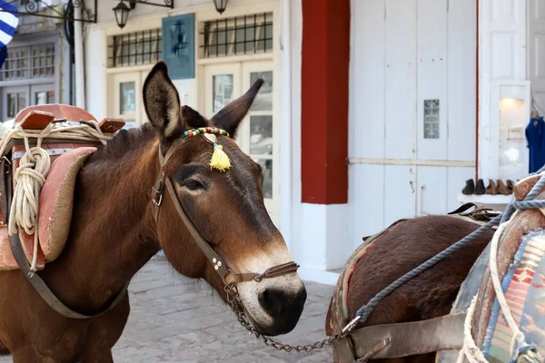 Big Beautiful Horse Lives Zoo Israel — Stock Photo, Image