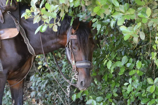 Big Beautiful Horse Lives Zoo Israel — стоковое фото