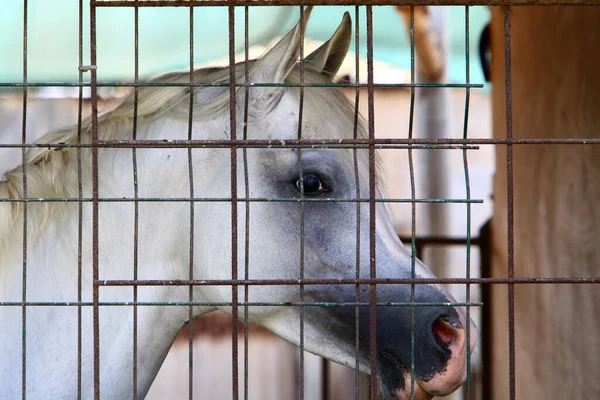 Великий Гарний Кінь Живе Зоопарку Ізраїлі — стокове фото
