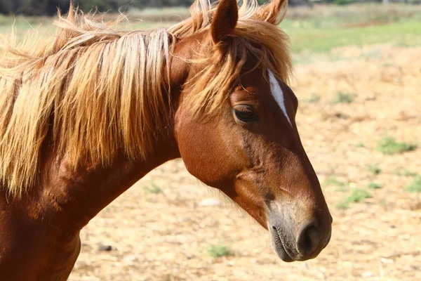 Big Beautiful Horse Lives Zoo Israel — стокове фото