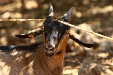 The goat lives in a zoo in Israel.