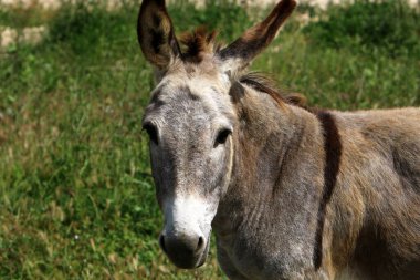 A little donkey lives in a zoo in Israel.