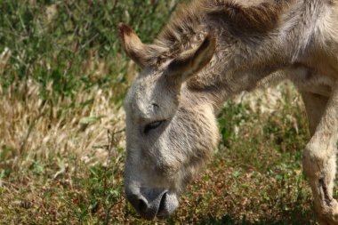 A little donkey lives in a zoo in Israel.