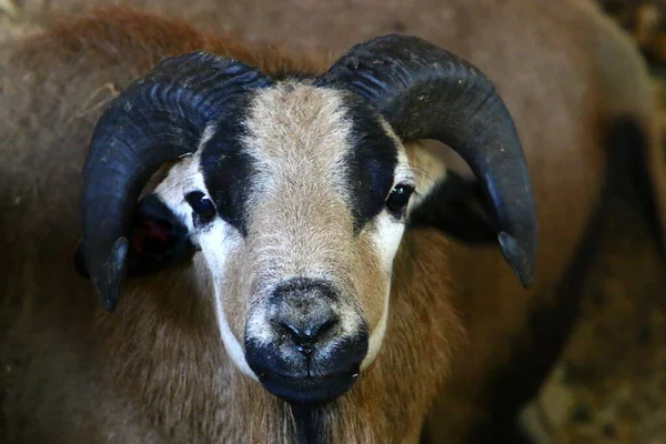 Goat Lives Zoo Israel — Stock Photo, Image