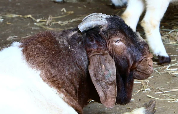 Goat Lives Zoo Israel — Stockfoto