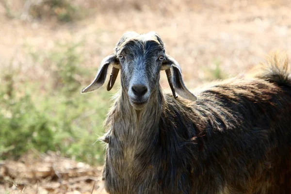 Goat Lives Zoo Israel — стокове фото