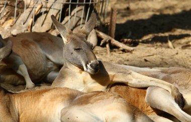 Kangaroo lives in a zoo in Israel.