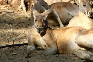 Kangaroo lives in a zoo in Israel.