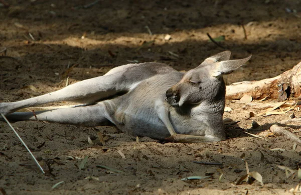 Kangaroo Lives Zoo Israel — Stock Photo, Image