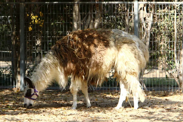 Lama Lives Zoo Israel — Stock Fotó