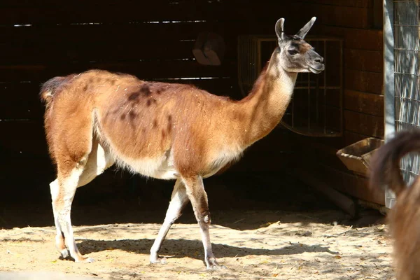 Lama Lives Zoo Israel — Stockfoto