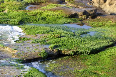 Algae on the shores of the Mediterranean Sea in northern Israel. 