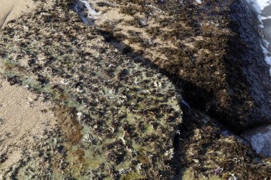 Algae on the shores of the Mediterranean Sea in northern Israel. 