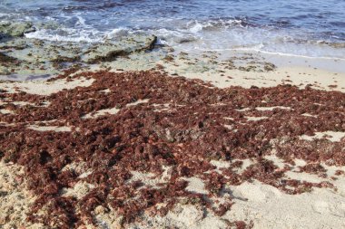 Algae on the shores of the Mediterranean Sea in northern Israel. 