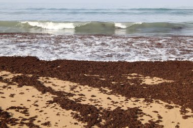 Algae on the shores of the Mediterranean Sea in northern Israel. 