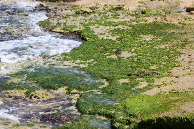 Algae on the shores of the Mediterranean Sea in northern Israel. 