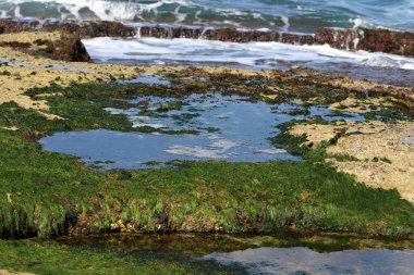 Algae on the shores of the Mediterranean Sea in northern Israel. 