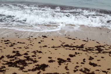 Algae on the shores of the Mediterranean Sea in northern Israel. 