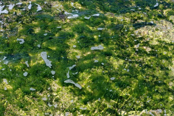 Водоросли Берегу Средиземного Моря Севере Израиля — стоковое фото