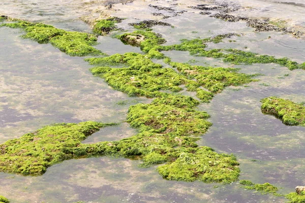Algae Shores Mediterranean Sea Northern Israel — Zdjęcie stockowe