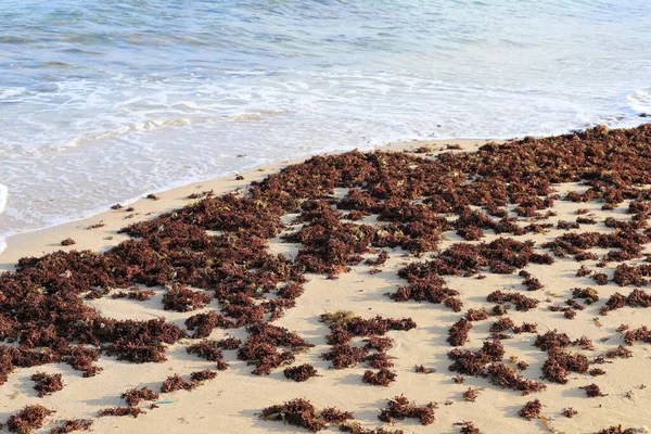 Algae on the shores of the Mediterranean Sea in northern Israel. 
