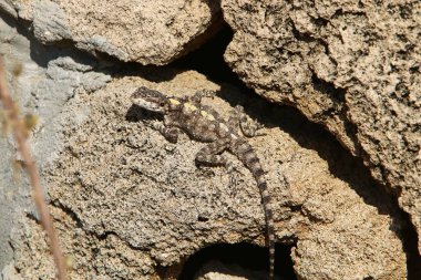The lizard sits on a stone in a city park by the sea. 