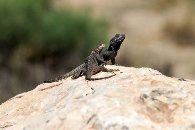 The lizard sits on a stone in a city park by the sea. 