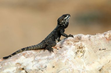 The lizard sits on a stone in a city park by the sea. 