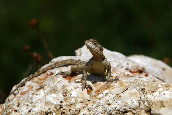 Lizard Sits Stone City Park Sea — Zdjęcie stockowe