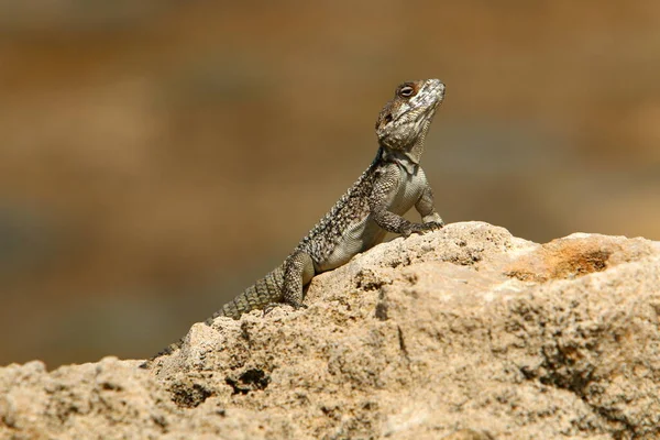 Lizard Sits Stone City Park Sea — Photo