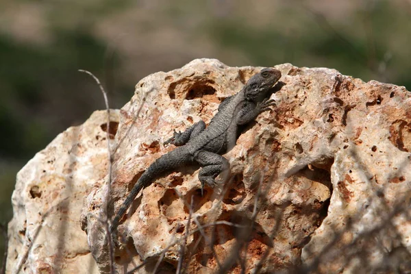 The lizard sits on a stone in a city park by the sea.